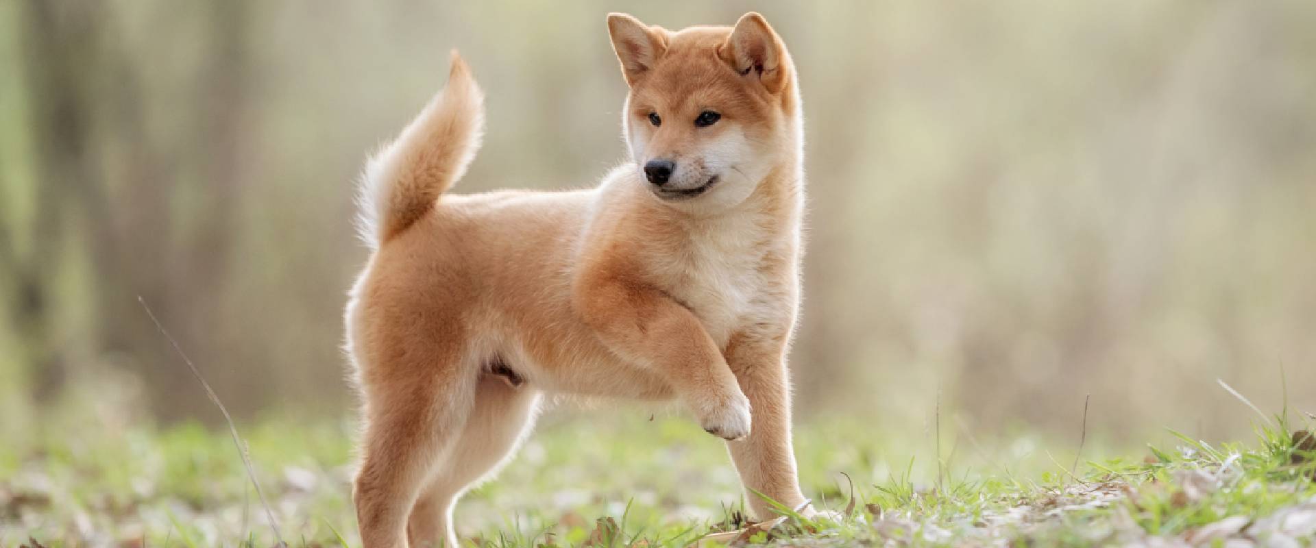 Shiba inu looking store backwards